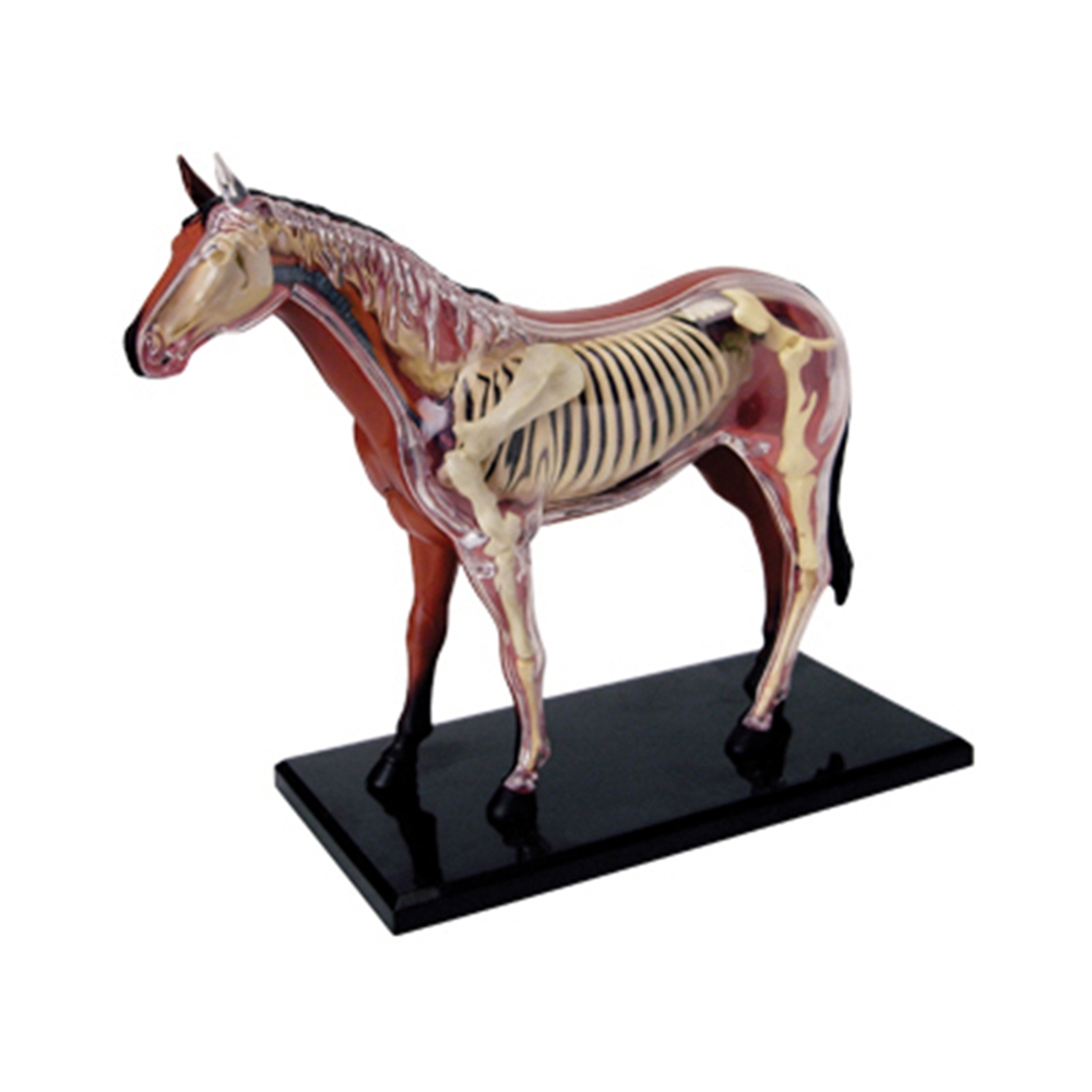 Science Diy Model - Modelo de anatomia de órgão animal