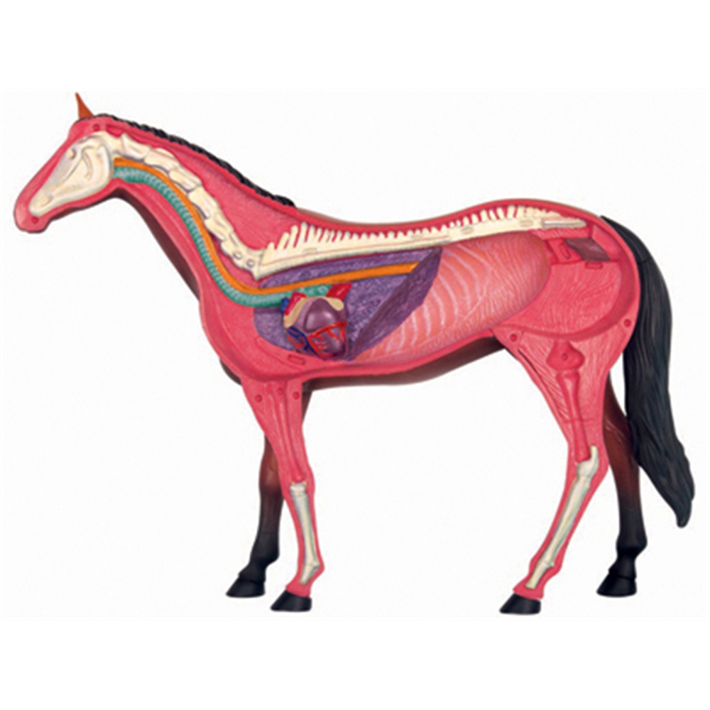 Modelo de anatomia de órgão an - Science Diy Model avaliação e preço