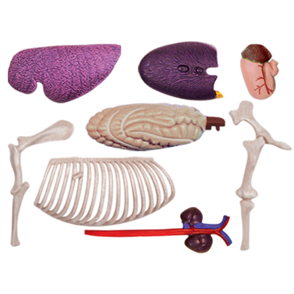 Modelo de anatomia de órgão an - Science Diy Model avaliação e preço